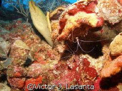  sharing the same spot at v j levels dive site in parguer... by Victor J. Lasanta 